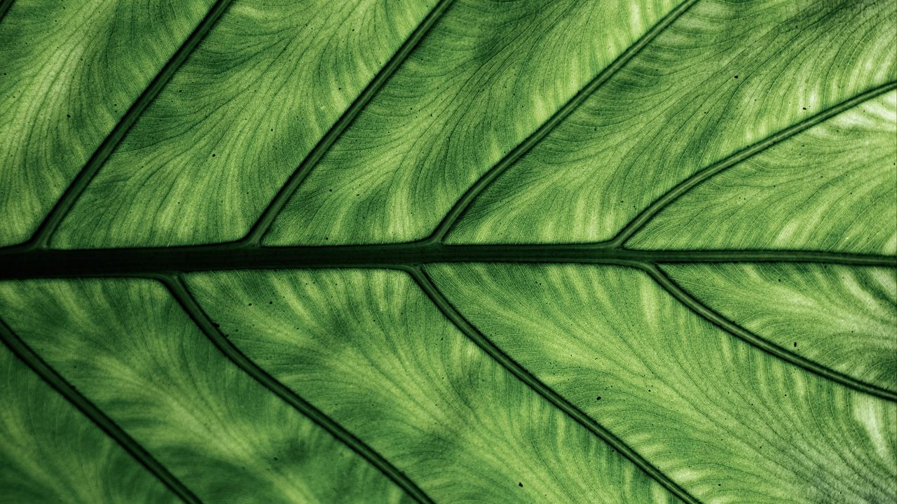 Wallpaper leaf, veins, macro, green