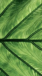 Preview wallpaper leaf, veins, macro, green