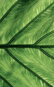 Preview wallpaper leaf, veins, macro, green