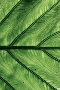 Preview wallpaper leaf, veins, macro, green