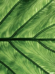 Preview wallpaper leaf, veins, macro, green
