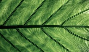 Preview wallpaper leaf, veins, macro, green