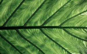 Preview wallpaper leaf, veins, macro, green