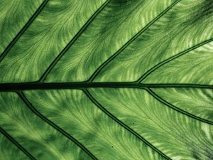 Preview wallpaper leaf, veins, macro, green