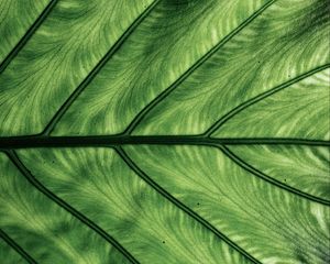 Preview wallpaper leaf, veins, macro, green