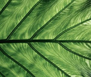 Preview wallpaper leaf, veins, macro, green