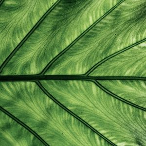 Preview wallpaper leaf, veins, macro, green