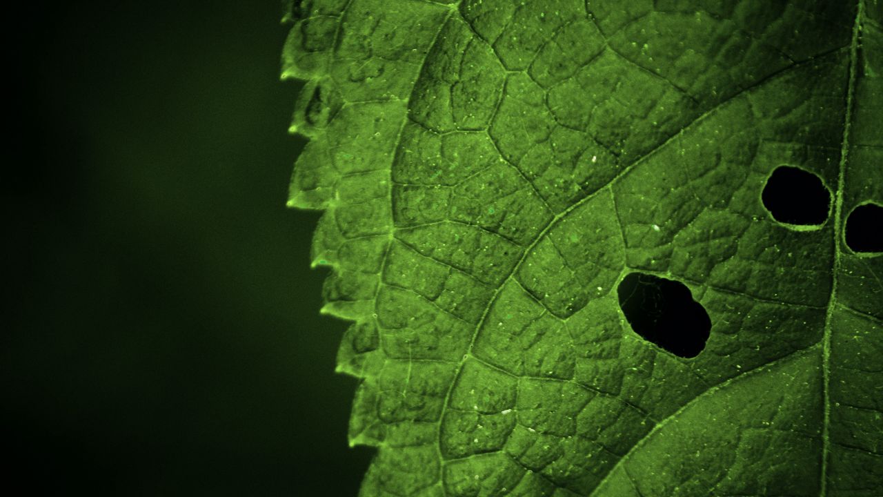 Wallpaper leaf, veins, macro, focus