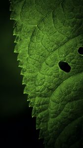 Preview wallpaper leaf, veins, macro, focus