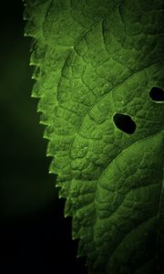 Preview wallpaper leaf, veins, macro, focus