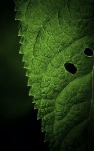 Preview wallpaper leaf, veins, macro, focus