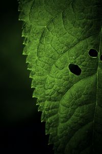 Preview wallpaper leaf, veins, macro, focus
