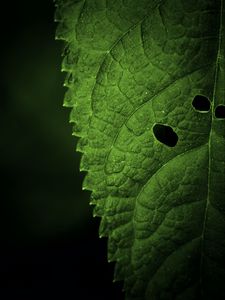 Preview wallpaper leaf, veins, macro, focus