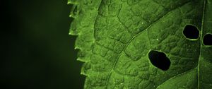 Preview wallpaper leaf, veins, macro, focus