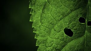 Preview wallpaper leaf, veins, macro, focus