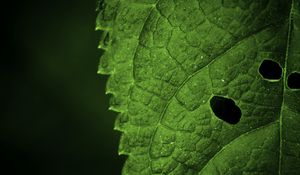Preview wallpaper leaf, veins, macro, focus