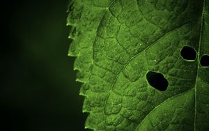 Preview wallpaper leaf, veins, macro, focus