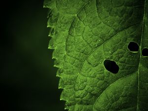 Preview wallpaper leaf, veins, macro, focus
