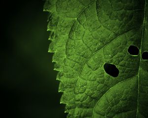 Preview wallpaper leaf, veins, macro, focus