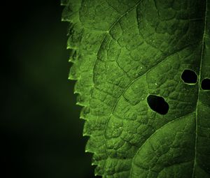 Preview wallpaper leaf, veins, macro, focus