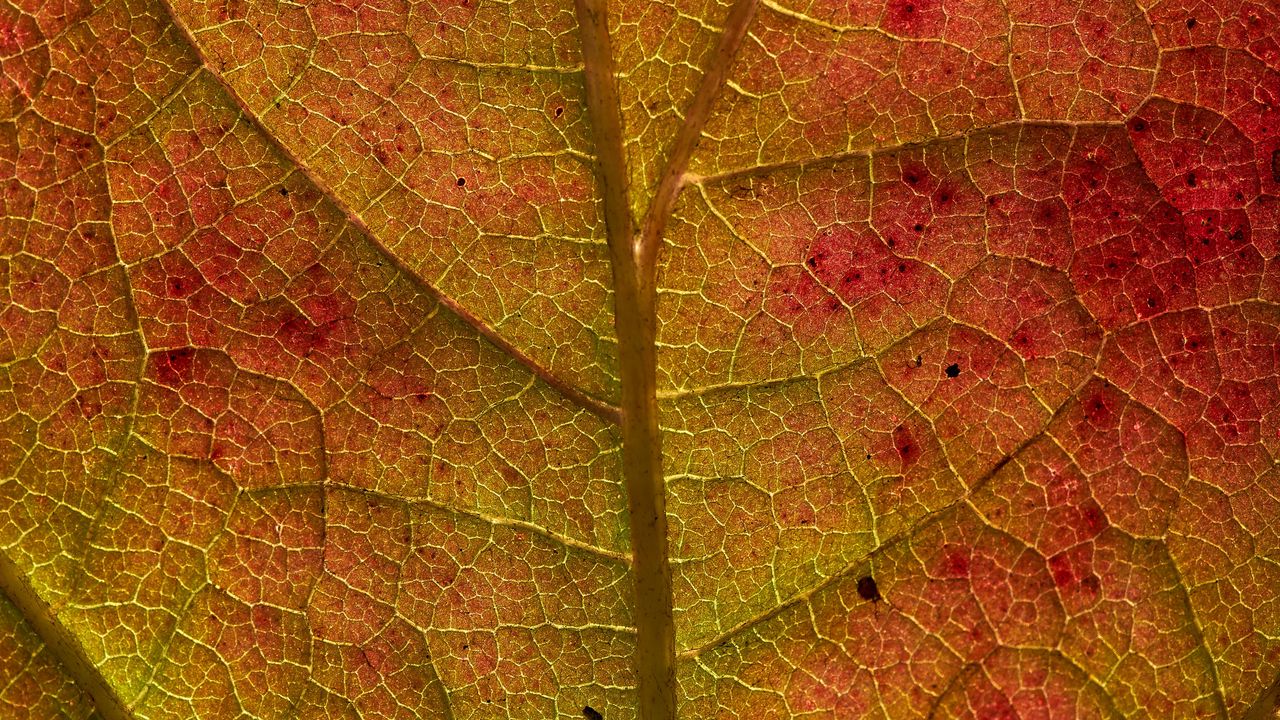 Wallpaper leaf, veins, macro, autumn