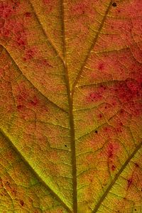 Preview wallpaper leaf, veins, macro, autumn