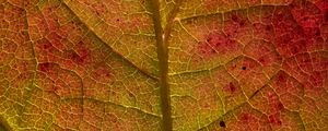 Preview wallpaper leaf, veins, macro, autumn