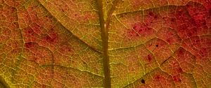 Preview wallpaper leaf, veins, macro, autumn