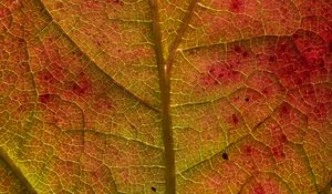 Preview wallpaper leaf, veins, macro, autumn