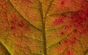 Preview wallpaper leaf, veins, macro, autumn