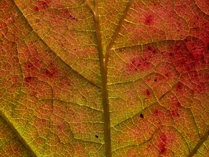Preview wallpaper leaf, veins, macro, autumn