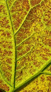 Preview wallpaper leaf, veins, macro, plant, green