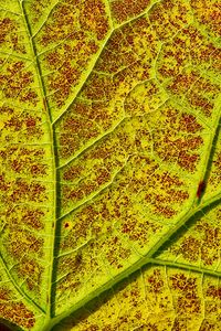 Preview wallpaper leaf, veins, macro, plant, green