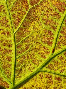 Preview wallpaper leaf, veins, macro, plant, green