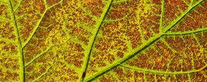 Preview wallpaper leaf, veins, macro, plant, green