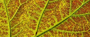Preview wallpaper leaf, veins, macro, plant, green