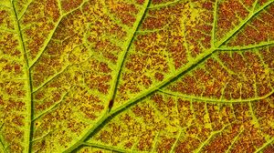 Preview wallpaper leaf, veins, macro, plant, green
