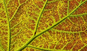 Preview wallpaper leaf, veins, macro, plant, green