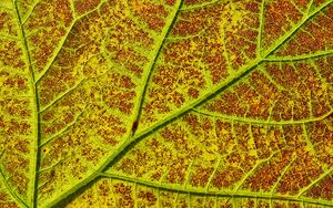 Preview wallpaper leaf, veins, macro, plant, green