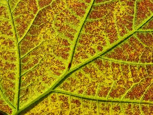 Preview wallpaper leaf, veins, macro, plant, green