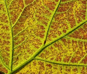 Preview wallpaper leaf, veins, macro, plant, green