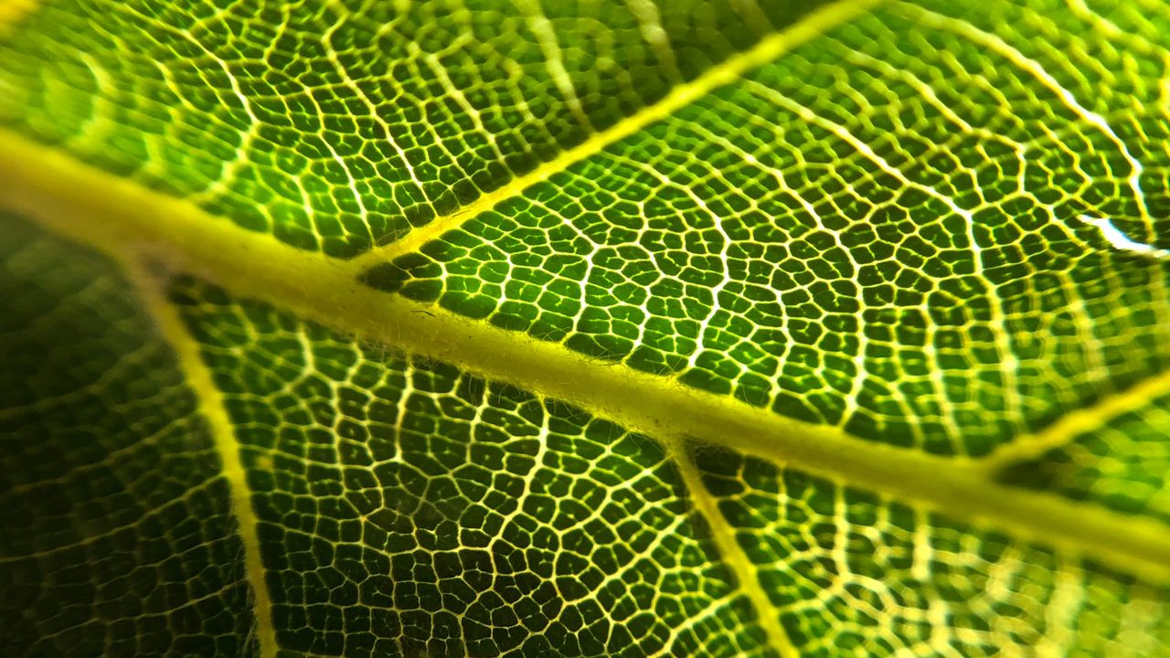 Wallpaper leaf, veins, macro, green, plant