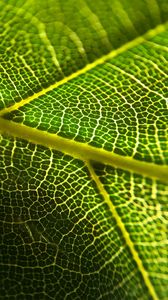 Preview wallpaper leaf, veins, macro, green, plant