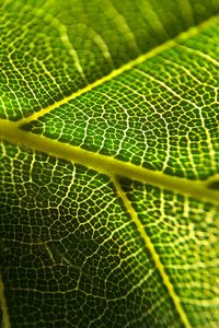 Preview wallpaper leaf, veins, macro, green, plant