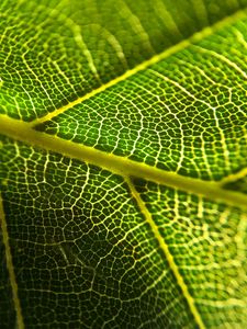 Preview wallpaper leaf, veins, macro, green, plant