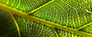 Preview wallpaper leaf, veins, macro, green, plant