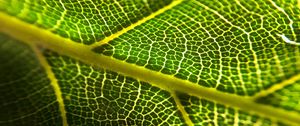 Preview wallpaper leaf, veins, macro, green, plant