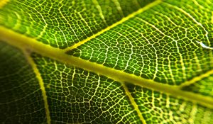 Preview wallpaper leaf, veins, macro, green, plant