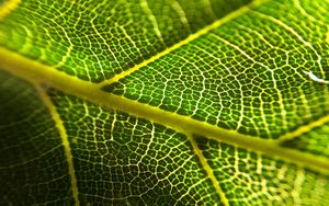 Preview wallpaper leaf, veins, macro, green, plant