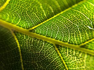 Preview wallpaper leaf, veins, macro, green, plant